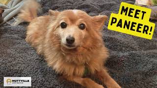 Adopted! Meet Paneer at Muttville Senior Dog Rescue, San Francisco! by Muttville Senior Dog Rescue 554 views 3 months ago 52 seconds