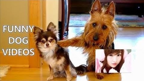 Try Not To Laugh Challenge - Funny Cat & Dog Vines compilation 2017