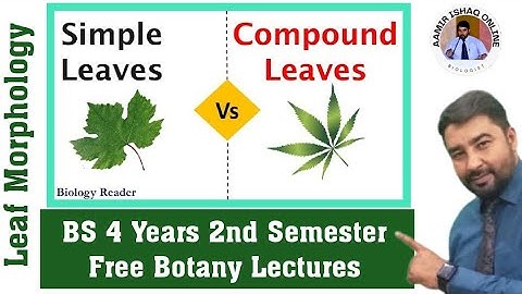 BS Botany Free Lectures | BOT 103 | Leaf Morphology | Simple and Compound Leaf | In Urdu and Hindi
