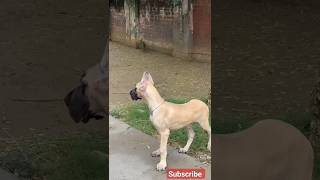 4 months old Great Dane puppy  #shorts #dog #pet #puppy #like #status #great || tiger dog club ||