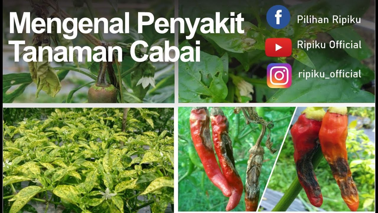  MACAM MACAM PENYAKIT  PADA TANAMAN CABAI LOMBOK YouTube