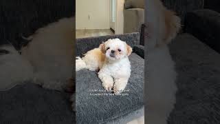 Club Nine Pets Metro Orthopedic Dog Sofa Bed