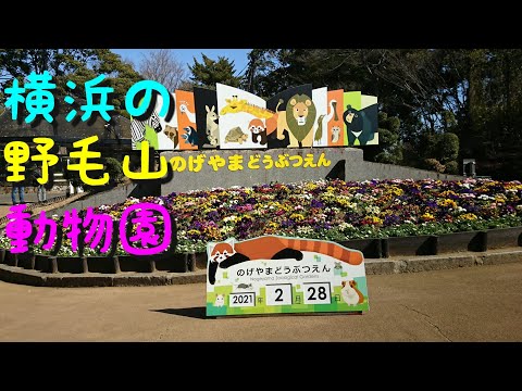 横浜の野毛山動物園 2021年2月28日