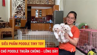Siêu Phẩm Chó Poodle Tiny Toy - Chó Poodle Thuần Chủng Lông Dày - Phương Cún TV by Phương Cún TV 406 views 9 months ago 3 minutes, 2 seconds
