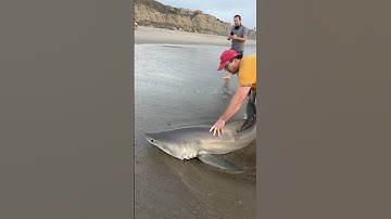 Great White Shark CATCH & RELEASE! (INSANE Close-Up Footage) #sharkfishing #lbsf #fishing