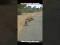 Leopard Fails… Warthog Gets the Last Laugh 😳  #trending #animals #leopard #wildlife #nature #warthog