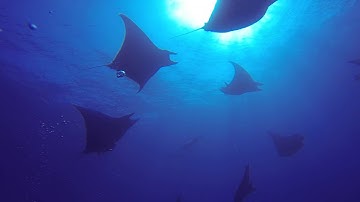 Azores 2013 - Princess Alice - CW Azores