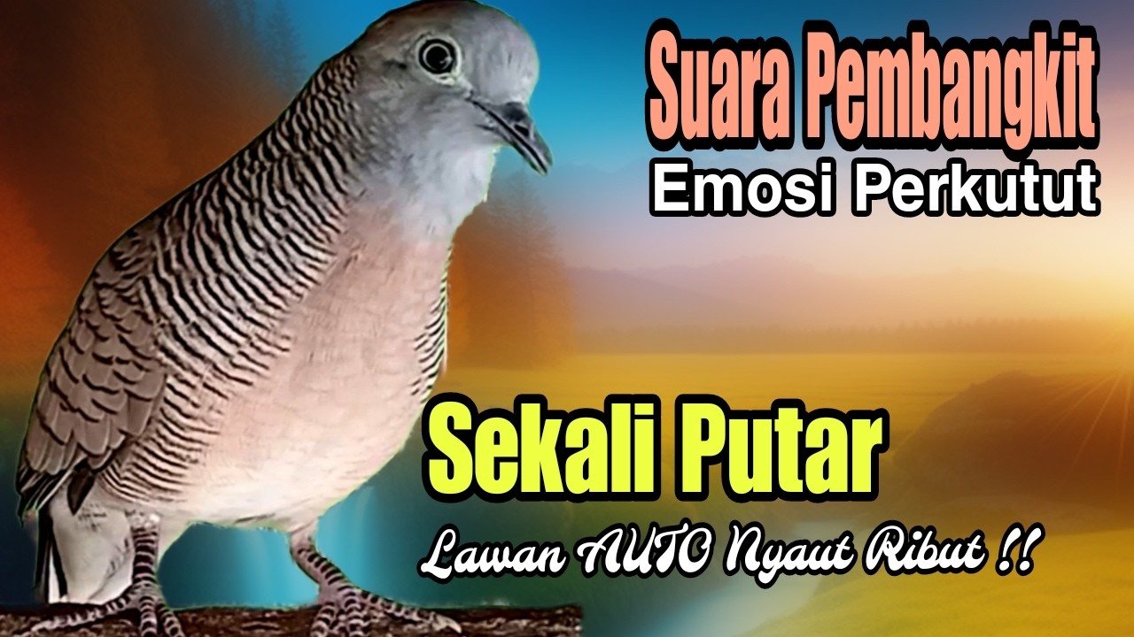 PANCINGAN PERKUTUT PEMBANGKIT EMOSI PERKUTUT TERBUKTI SEKALI PUTAR BIKIN SEMUA LANGSUNG NYAUT GACOR