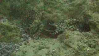 Octopus Fight
