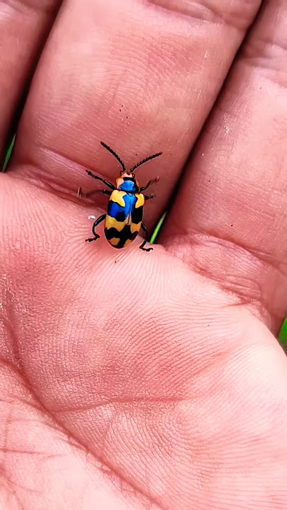 eAsian beetles you've never seen#🪲🪲🪲#beetle#insects#beautifulinsects #nature#wildlife#p3765