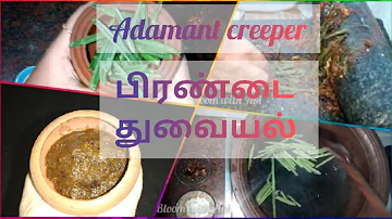 பாரம்பரிய பிரண்டைத் துவையல் |Traditional Pirandai Thuvaiyal |cures knee pain |Adamant creeper|hadjot