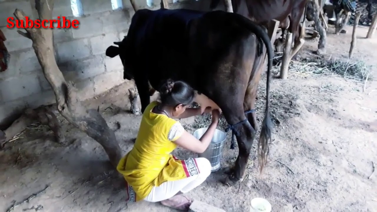 Village How To Get Young Girl Milk From Buffalo Real Video