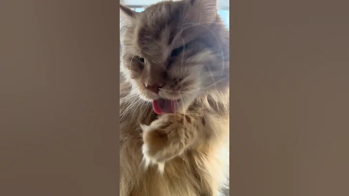 Video 8427841: mains coon cat mainecoon, mainecoon cat animals cute