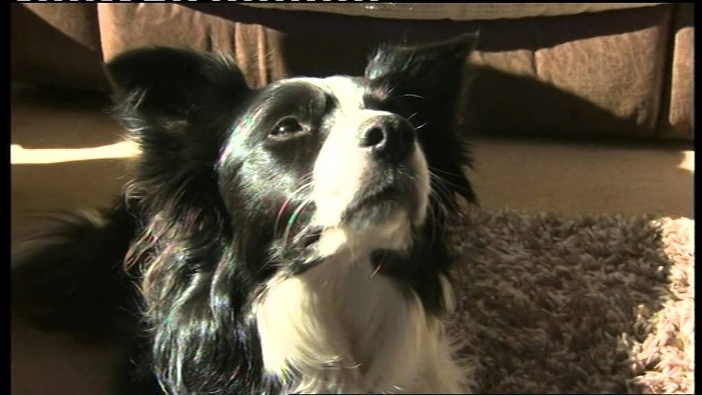 Dog that can smell diabetes YouTube