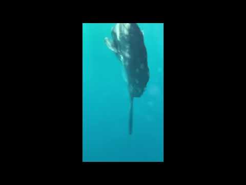ΖΑΚΥΝΘΟΣ | Απρόσμενη συνάντηση με περίεργο γιγάντιο ψάρι στο Κερί