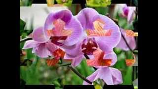 L Orchidee Musique André Rieu