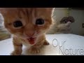 The Most Adorable and Hilarious Kats and Kittens Mewing Compilation 2018