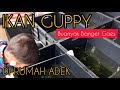 #penangkaran #budidaya #ikan    IKAN GUPPY DI RUMAH ADEK | BUANYAK BANGET GAES