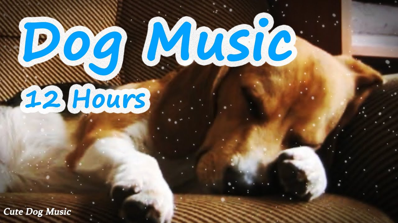 Puppy Peace Gentle Music for Your Dog's Calm State🐶💖🎵Dog Sleep Music