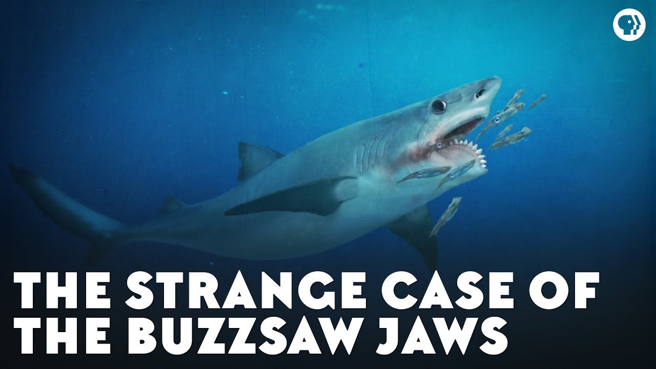 ⁣The Strange Case of the Buzzsaw Jaws