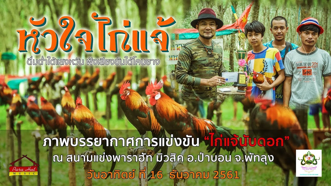 หัวใจไก่แจ้ EP1 l การแข่งไก่แจ้นับดอก สนามแข่งพาราฮัท มิวสิค