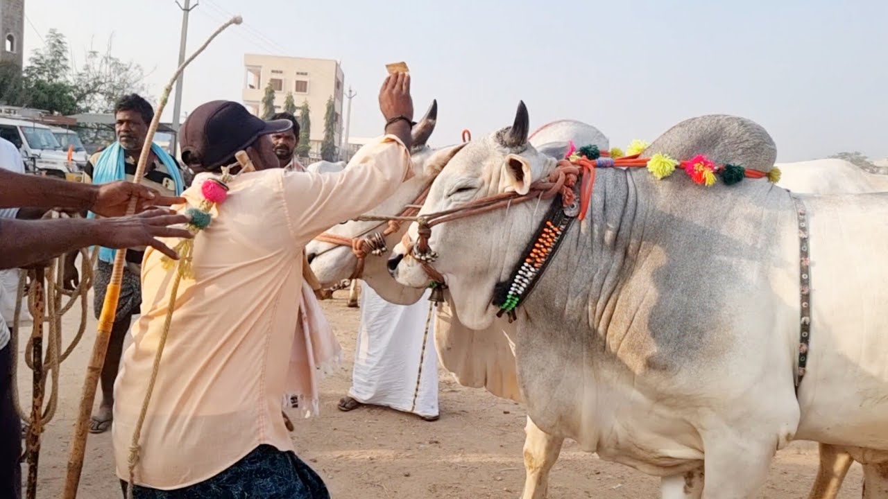 పెబ్బేరు సంతలో సేద్యపు గిత్తల వ్యాపారం-pebbair cattles market-pebbair market-pebbair santa-ox videos