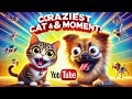 #funnydcat #funny #animals #dog #cat #funnyvideos #funnyvideo #cats #funnyanimals #funnycats #dogs