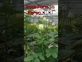 Rose Farm sa Korea