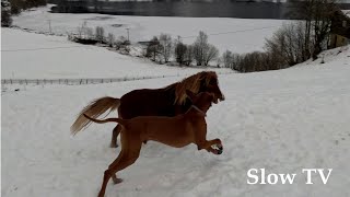 Dog and Horses playing in the Snow | slow down, relax, calming music, heal
