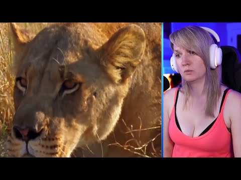 30 Moments When Lions Were Close To Death When Fighting Underwater Vs Crocodiles Part 2 | Luong Vlog