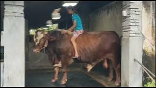 Sapi Besar Baru Mbak Ayu || Vidio Pendek