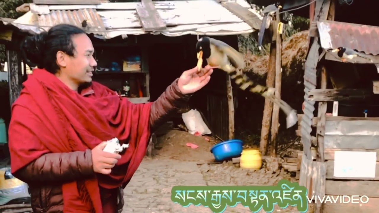 Phoolko aankhama cover video by sangetenzin 