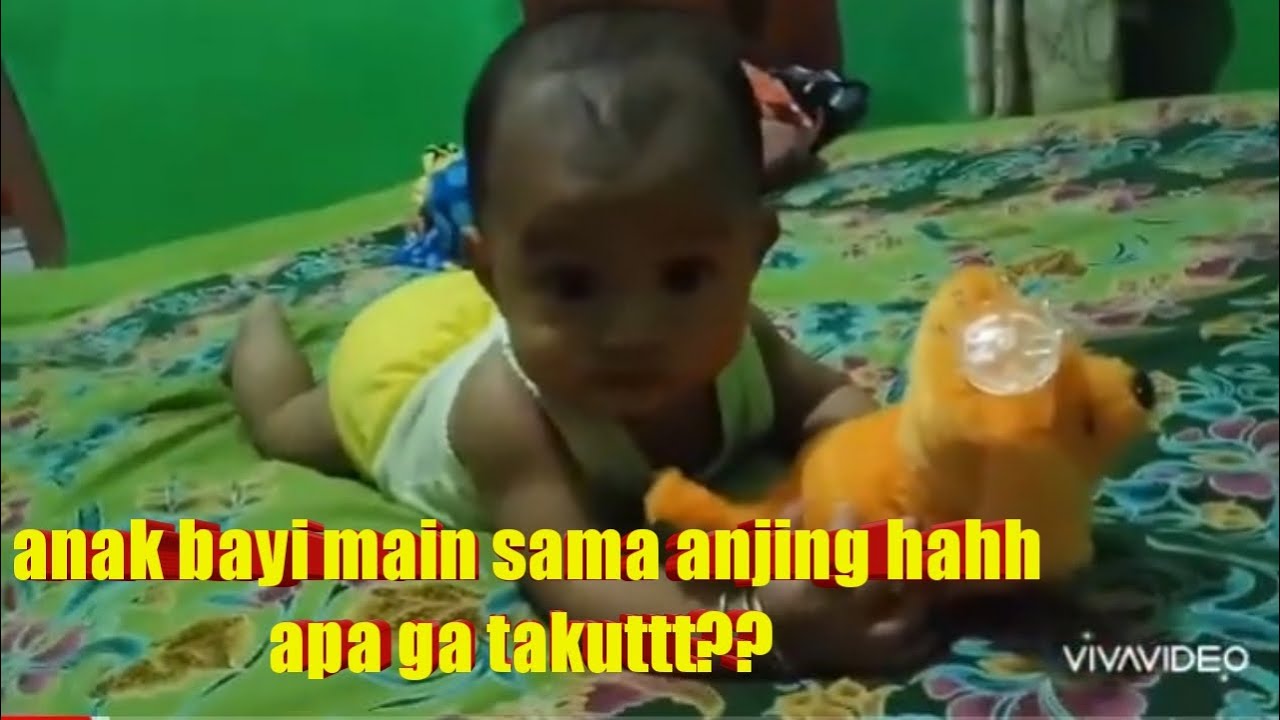  Anak  bayi main  sama anjing  hahh apa ga takutt YouTube