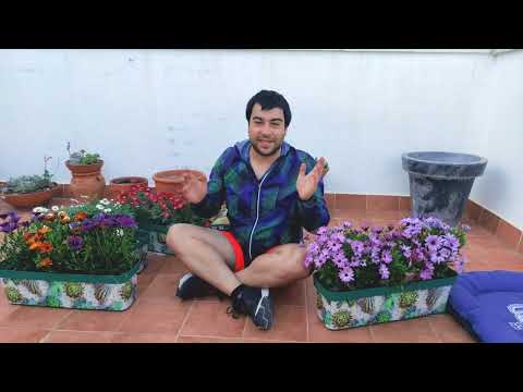 Vídeo: Growing Osteospermum: Como cuidar de margaridas africanas