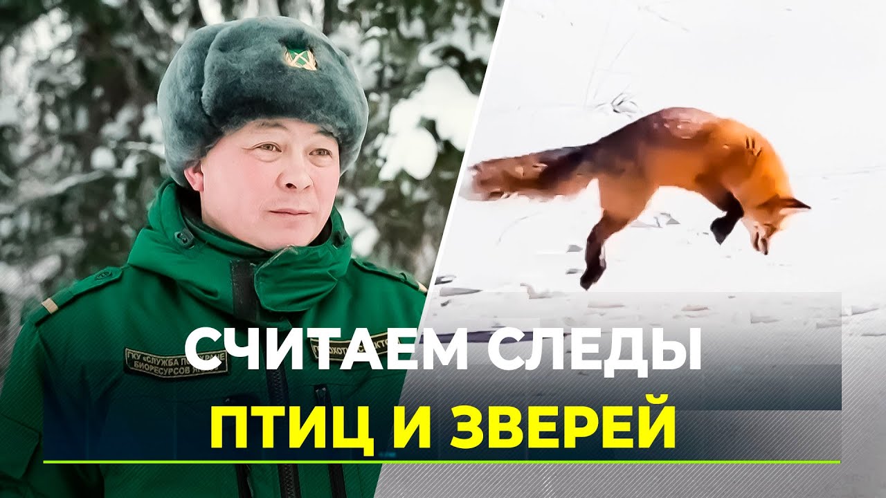 Охотоведы считают следы птиц и животных