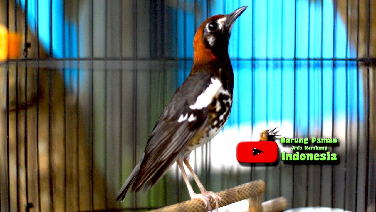 ANIS KEMBANG  BONGKAR ISIAN UNTUK JADIKAN PANCINGAN ANIS KEMBANG #aniskembang