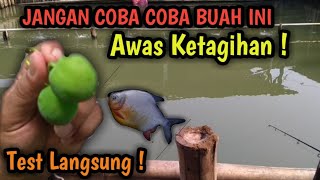 LANGSUNG TEST..! RACIKAN BIJI JARAK BIKIN NGURAS EMPANG HARIAN BAWAL