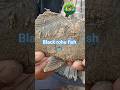 black rohu fish catch 🪝#freshwater fishing 🎣#viral video 📸#