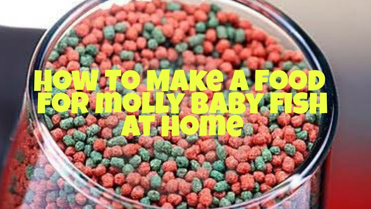How to make food for baby molly Fish (HINDI) YouTube