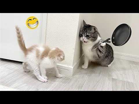 Funny Animals 2026 😂 New Funny Cats & Dogs Videos 🐱🐶 #2