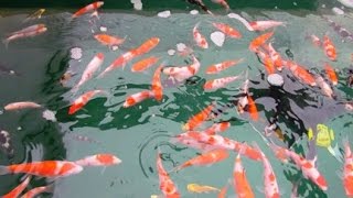 New Pond Syndrome. Part 1 - filter not working