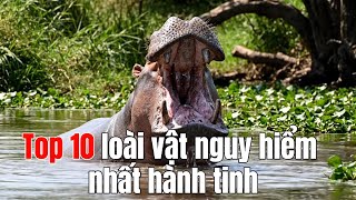 TOP 10 Loài Vật Nguy Hiểm Nhất Hành Tinh