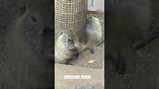 A big Giant Rat ...in Yelagiri hills