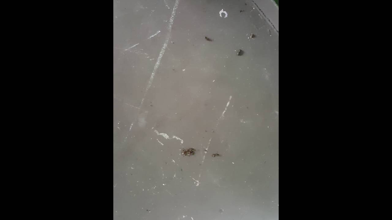 Mongoose poop YouTube