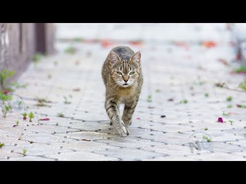 Video: Gato Desaparecido Vivió En Una Fábrica De Pastelería Durante 3 Años