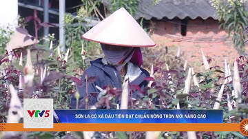 SƠN LA CÓ XÃ ĐẦU TIÊN ĐẠT CHUẨN NÔNG THÔN MỚI NÂNG CAO | VTV5