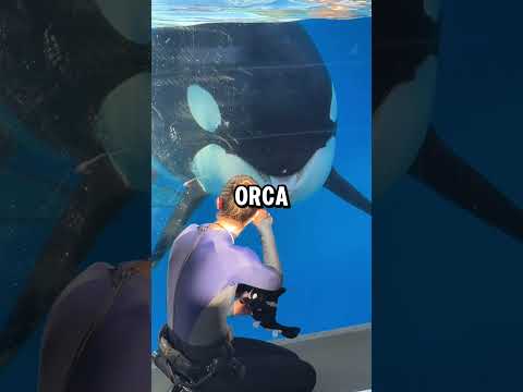 How An Orca Reacts To A Plush Orca Toy Seaworld Photos