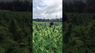 Marijuana, Cannabis, Weed, what do You Call it ?