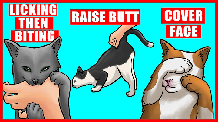 Real Meanings Behind 9 Strange Cat Behaviors Explained - DayDayNews