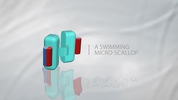 A Swimming Micro-Scallop